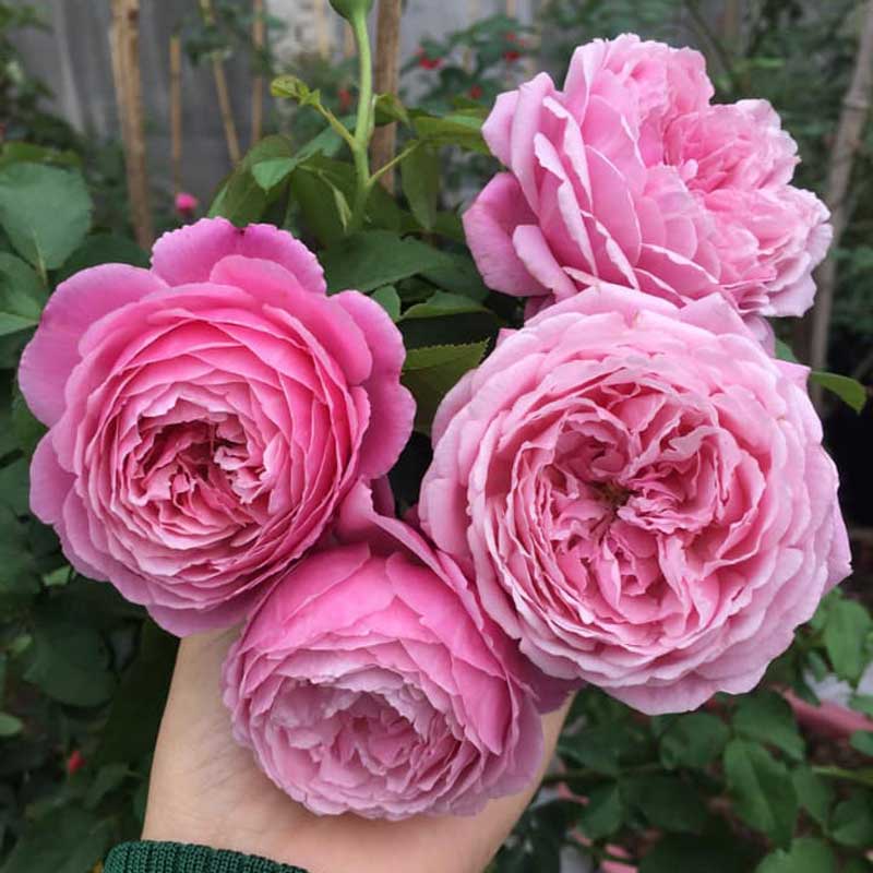 hoa hồng souer dễ trồng nhất tại việt nam