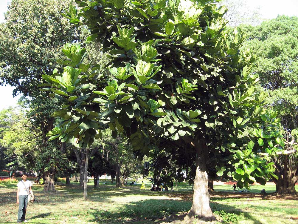 cây bàng singapore lớn