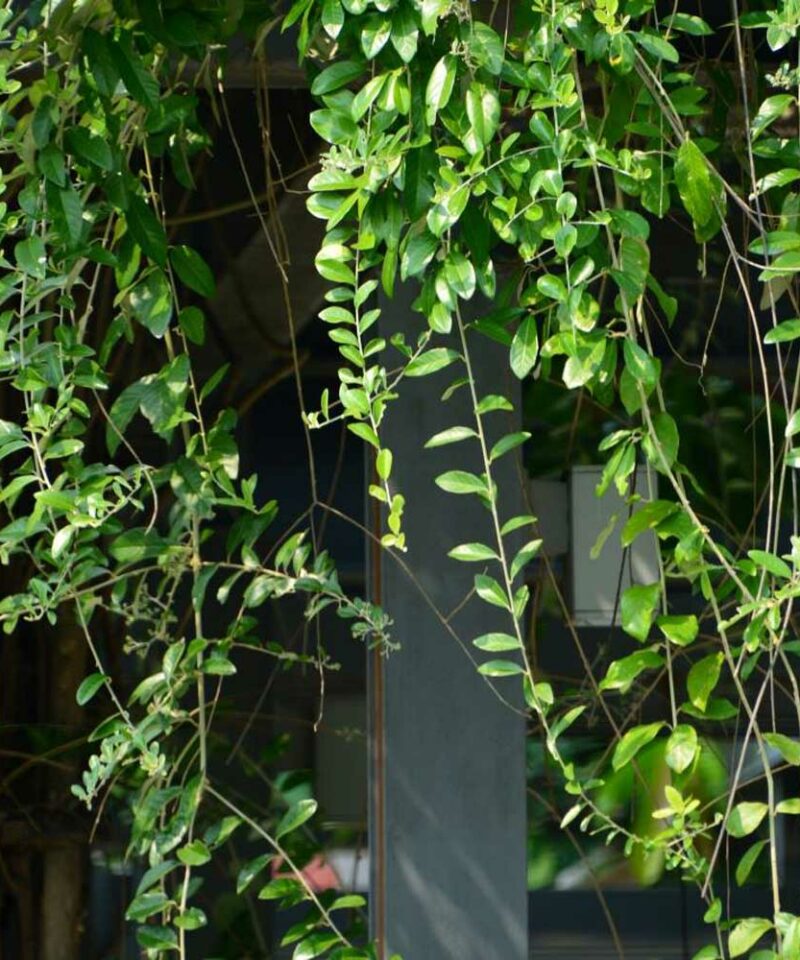 cay cuc tan an do Vernonia elliptica 5 1