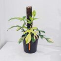 philodendron florida beauty variegata 1