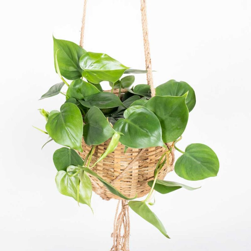 cay trau ba tim xanh Philodendron scandens