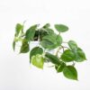 cay trau ba tim xanh Philodendron scandens 1