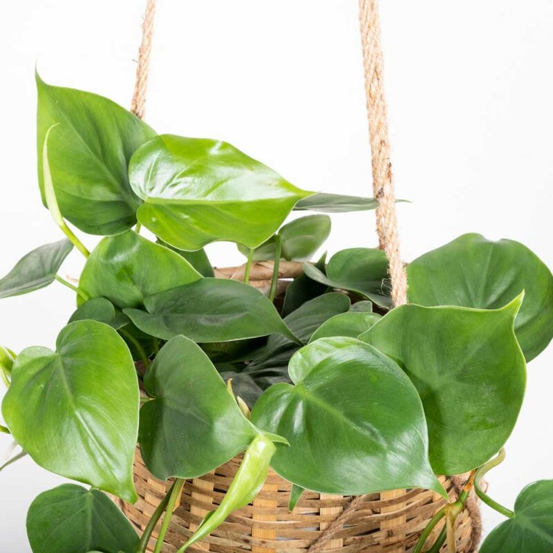 cay trau ba tim xanh Philodendron scandens 2