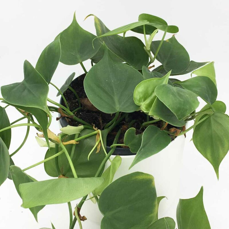 cay trau ba tim xanh Philodendron scandens 3