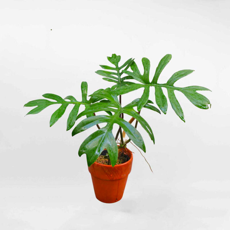 Philodendron Mayoi 450k – Da sua
